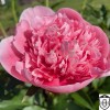 Paeonia 'Etched Salmon' - Pojeng 'Etched Salmon' C7/7L